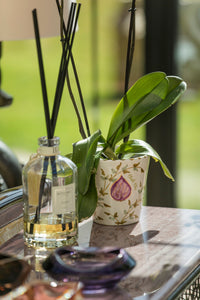 Tutti Frutti Fig Pot